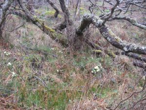 Walking Loch Creran