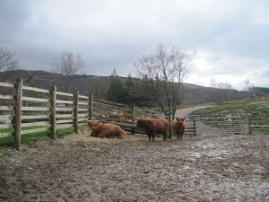 Walking Loch Creran