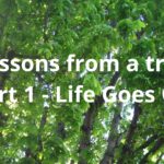 Lessons from a tree