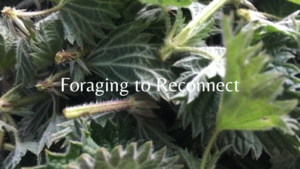 foraging