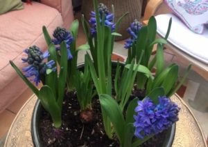 hyacinths