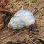 a sea shell