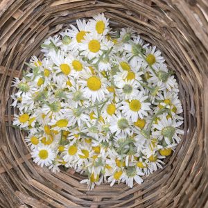 Chamomile flowers