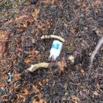 Plastic in seaweed