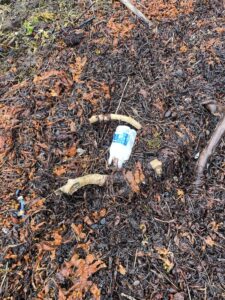 Plastic in seaweed