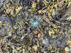 Blue twine in seaweed