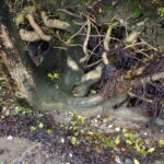 erosion at South Shian