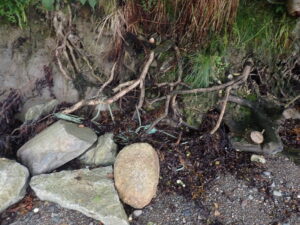 Blue rope in roots