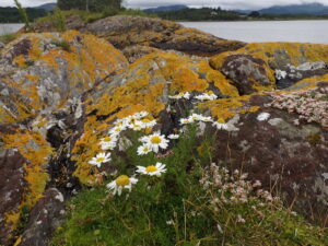 Lichen on rocks