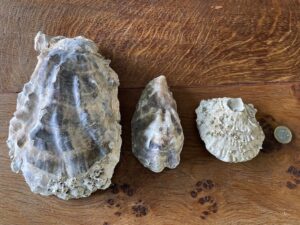 Loch creran oyster comparison