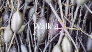 Walk 4