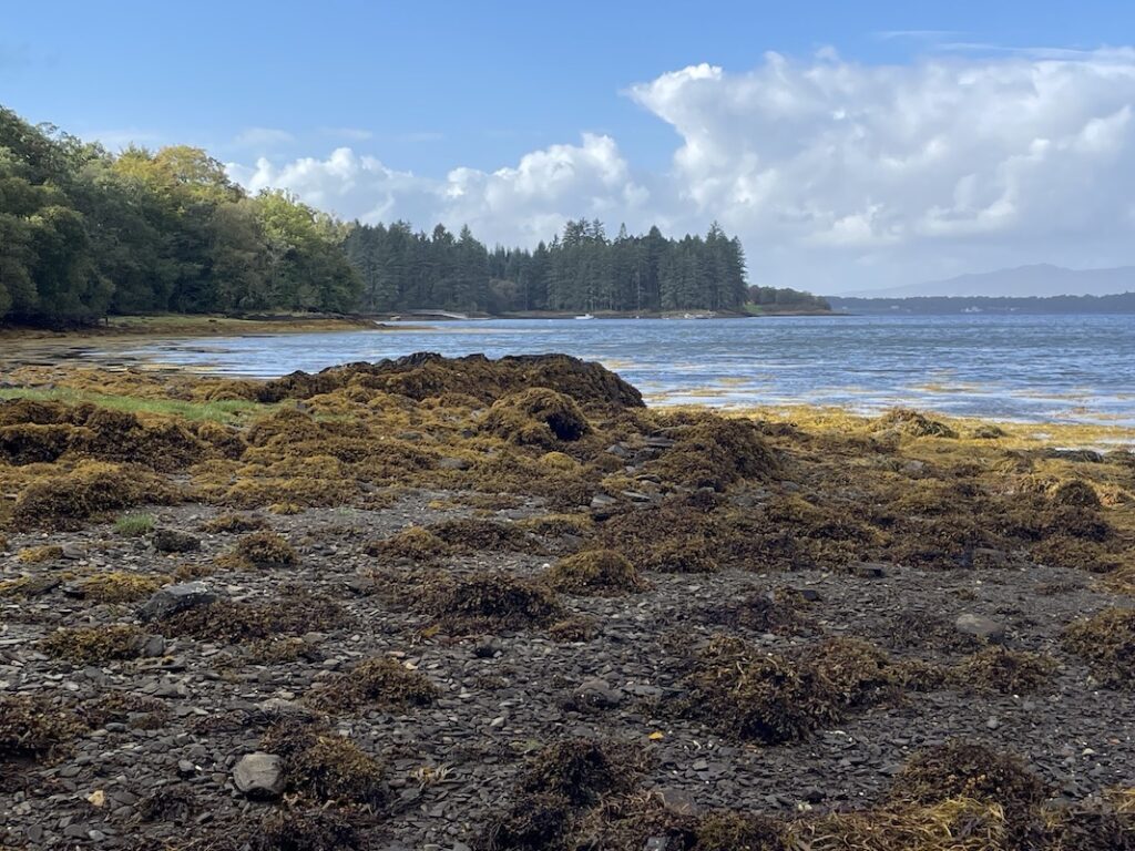 Seaweed and sunlight Loch Creran
