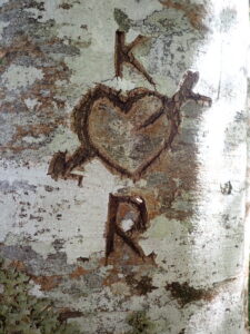 Initials carved in a tree