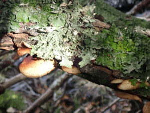 Lichen and fungi