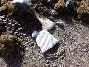 Oyster bags Loch Creran