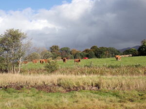 French cows Loch Creran